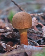 IMG_7557