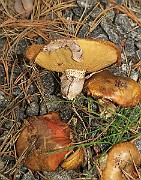 IMG_0047
