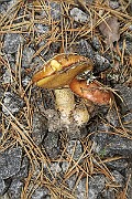 IMG_0052