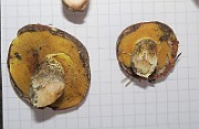 IMG_0091b