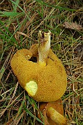 IMG_0599