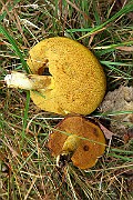 IMG_0601