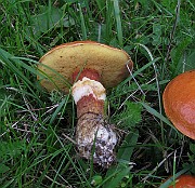 IMG_7486