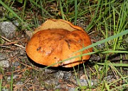 IMG_1480