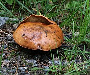IMG_1482