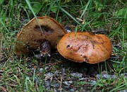IMG_1483
