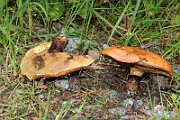 IMG_1484