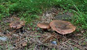 IMG_1485