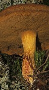 IMG_0627