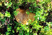 IMG_0974