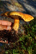 IMG_0976