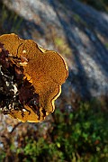 IMG_0977