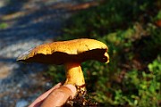 IMG_0978