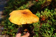 IMG_0979