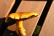 IMG_0982