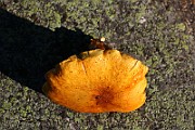 IMG_0983