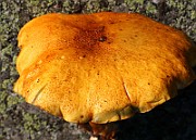 IMG_0983b