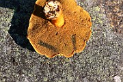 IMG_0984