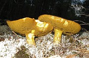 IMG_4920