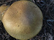 IMG_7585