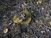IMG_7588