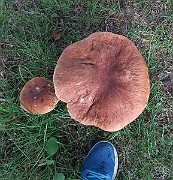 IMG_0223