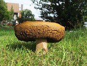 IMG_0225