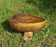 IMG_0226