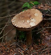 IMG_1791