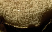 IMG_2009