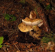 IMG_2012