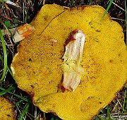 IMG_0404ss
