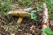 Boletus badius