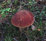 Boletus pinophilus