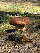 Boletus subappendiculatus