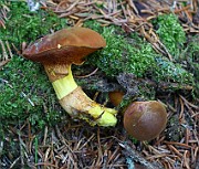 Chalciporus piperatus