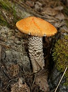 Leccinum albostipitatum