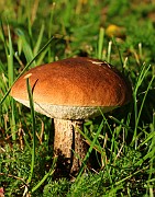 Leccinum scabrum