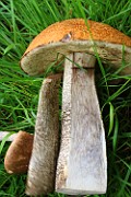 Leccinum versipelle