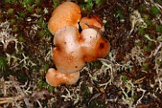 Suillus bovinus