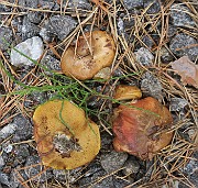 Suillus granulatus