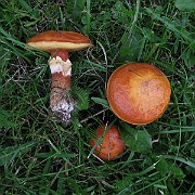 Suillus grevillei