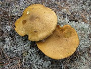 Suillus variegatus