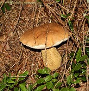 Tylopilus felleus