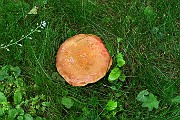 Xerocomus cf fennicus