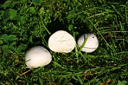 IMG_0767