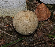 IMG_5953