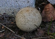 IMG_5960