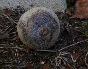 IMG_5961