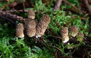 IMG_0929s